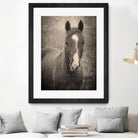 Heres Looking at You II by Debra Van on GIANT ART - animals animals