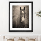 Heres Looking at You II by Debra Van on GIANT ART - animals animals