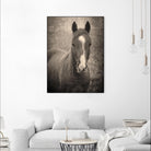 Heres Looking at You II by Debra Van on GIANT ART - animals animals