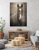 Heres Looking at You II by Debra Van on GIANT ART - animals animals