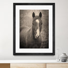 Heres Looking at You II by Debra Van on GIANT ART - animals animals