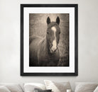 Heres Looking at You II by Debra Van on GIANT ART - animals animals