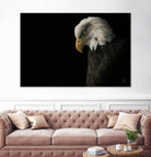 Eagle Bow by Nathan Larson on GIANT ART - animals american eagle