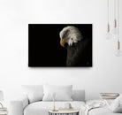 Eagle Bow by Nathan Larson on GIANT ART - animals american eagle