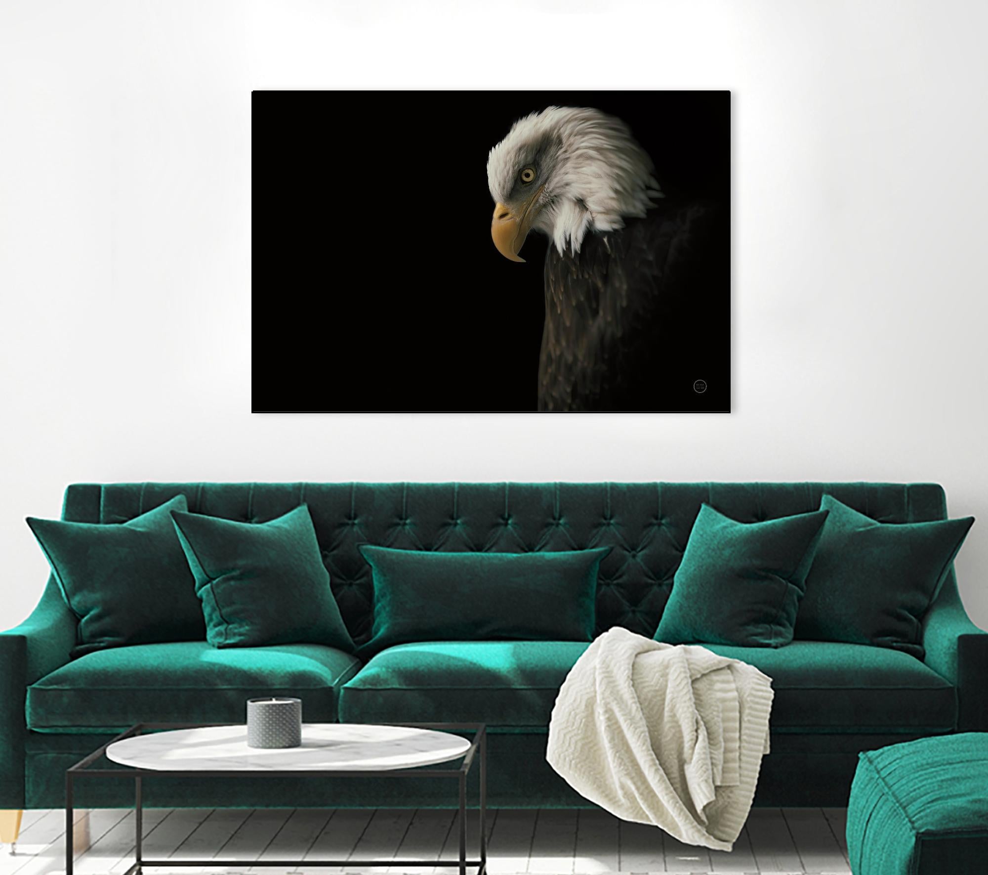 Eagle Bow by Nathan Larson on GIANT ART - animals american eagle