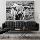Highland Cow Staring Contest by Nathan Larson on GIANT ART - animals animals