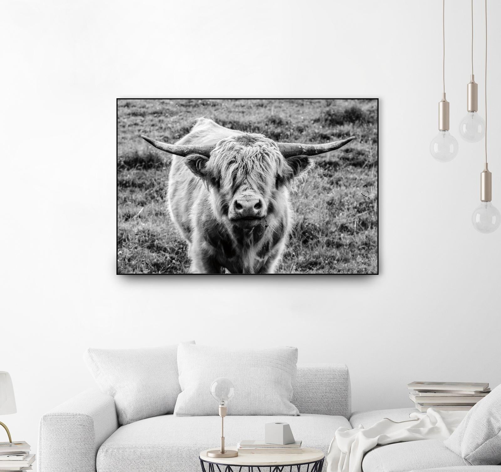 Highland Cow Staring Contest by Nathan Larson on GIANT ART - animals animals