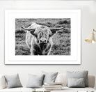 Highland Cow Staring Contest by Nathan Larson on GIANT ART - white animals highland cattle