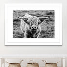 Highland Cow Staring Contest by Nathan Larson on GIANT ART - white animals highland cattle