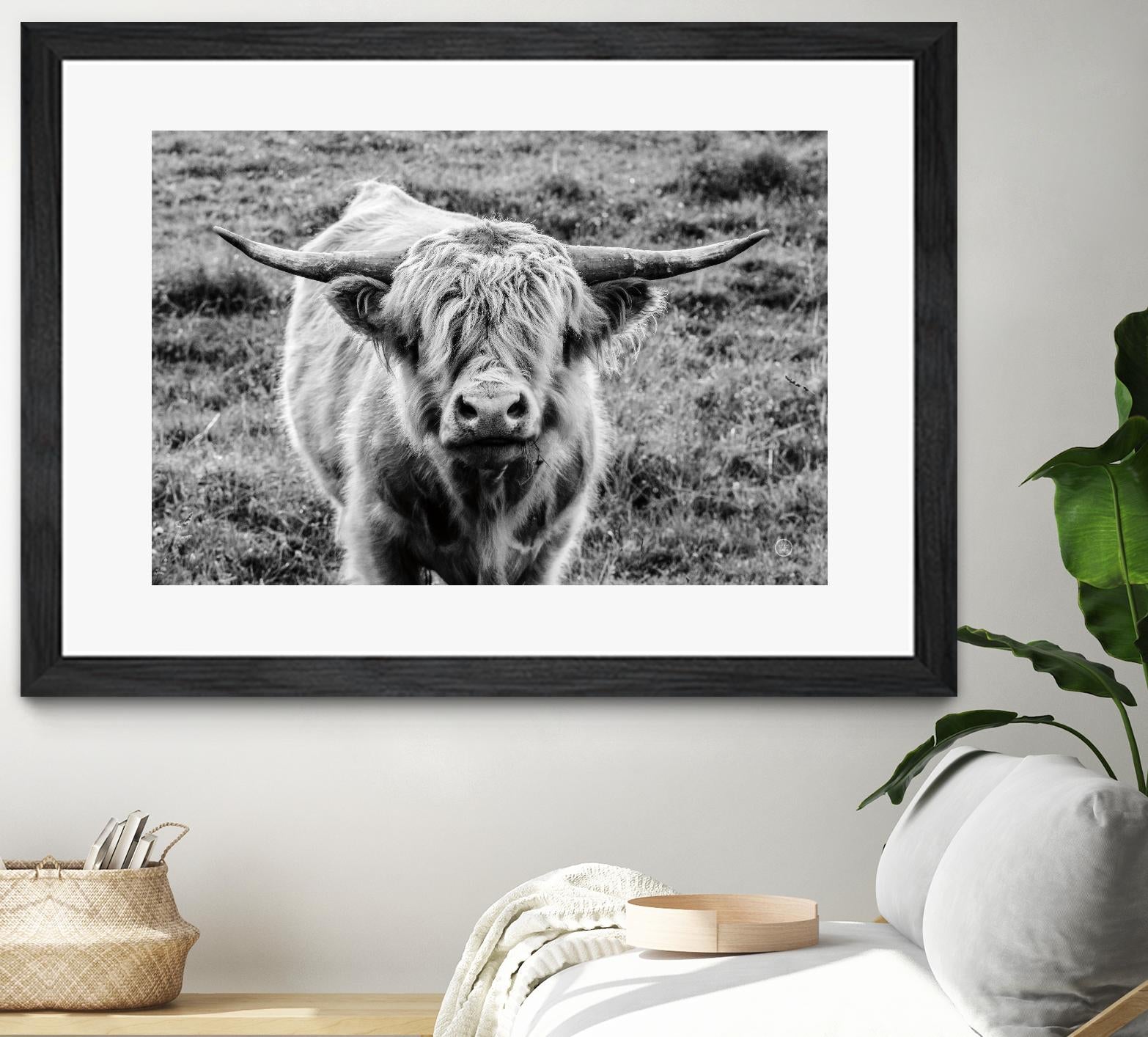 Highland Cow Staring Contest by Nathan Larson on GIANT ART - white animals highland cattle