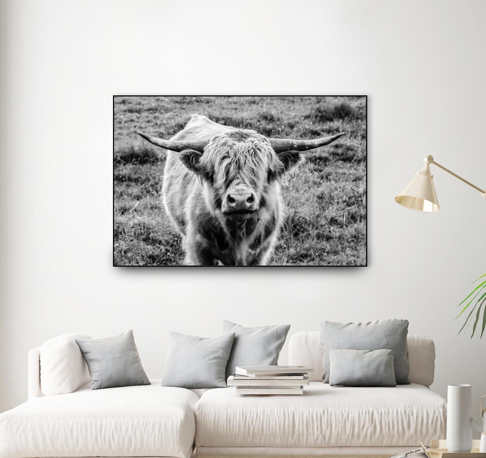 Highland Cow Staring Contest by Nathan Larson on GIANT ART - animals animals