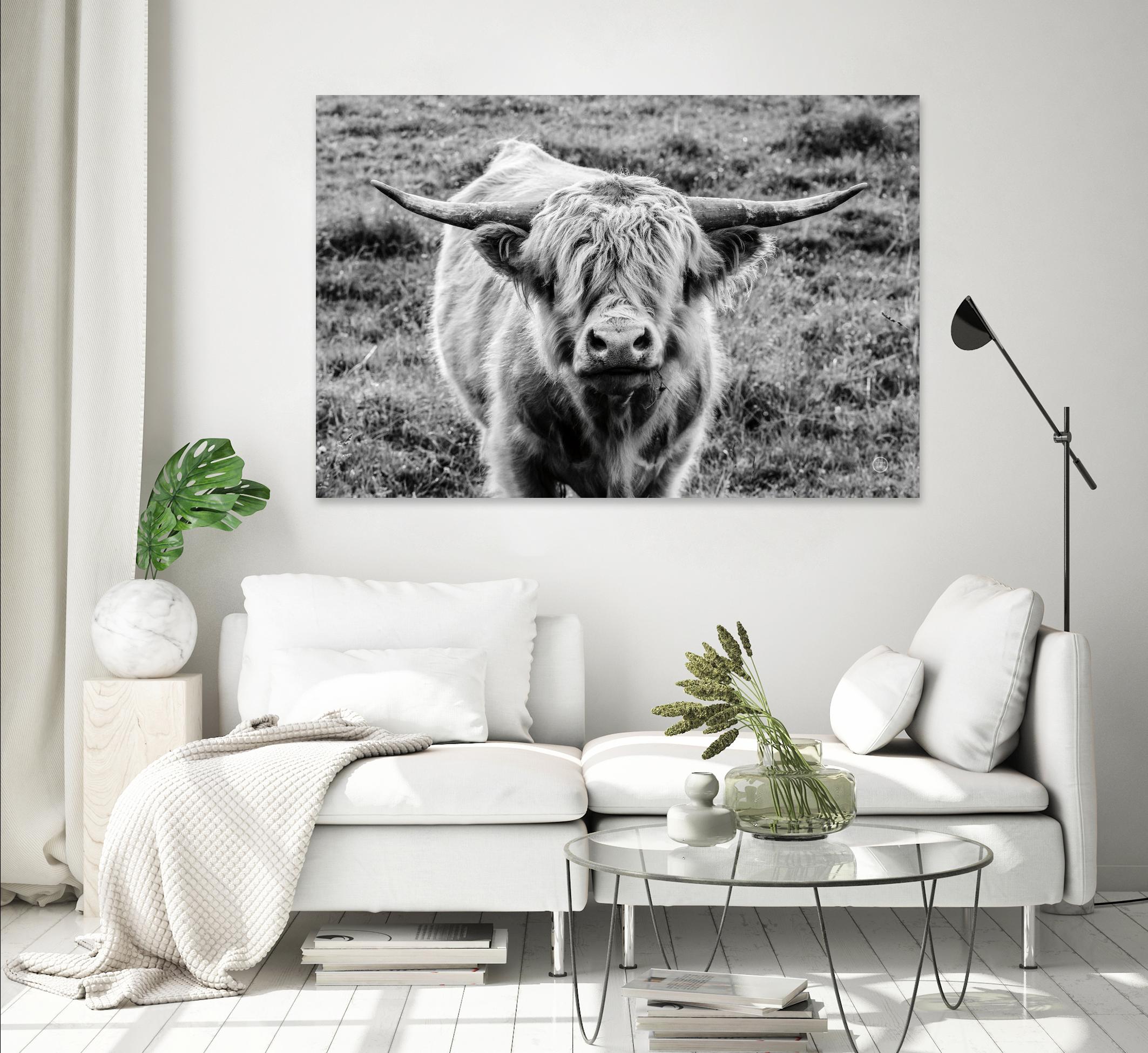 Highland Cow Staring Contest by Nathan Larson on GIANT ART - white animals highland cattle