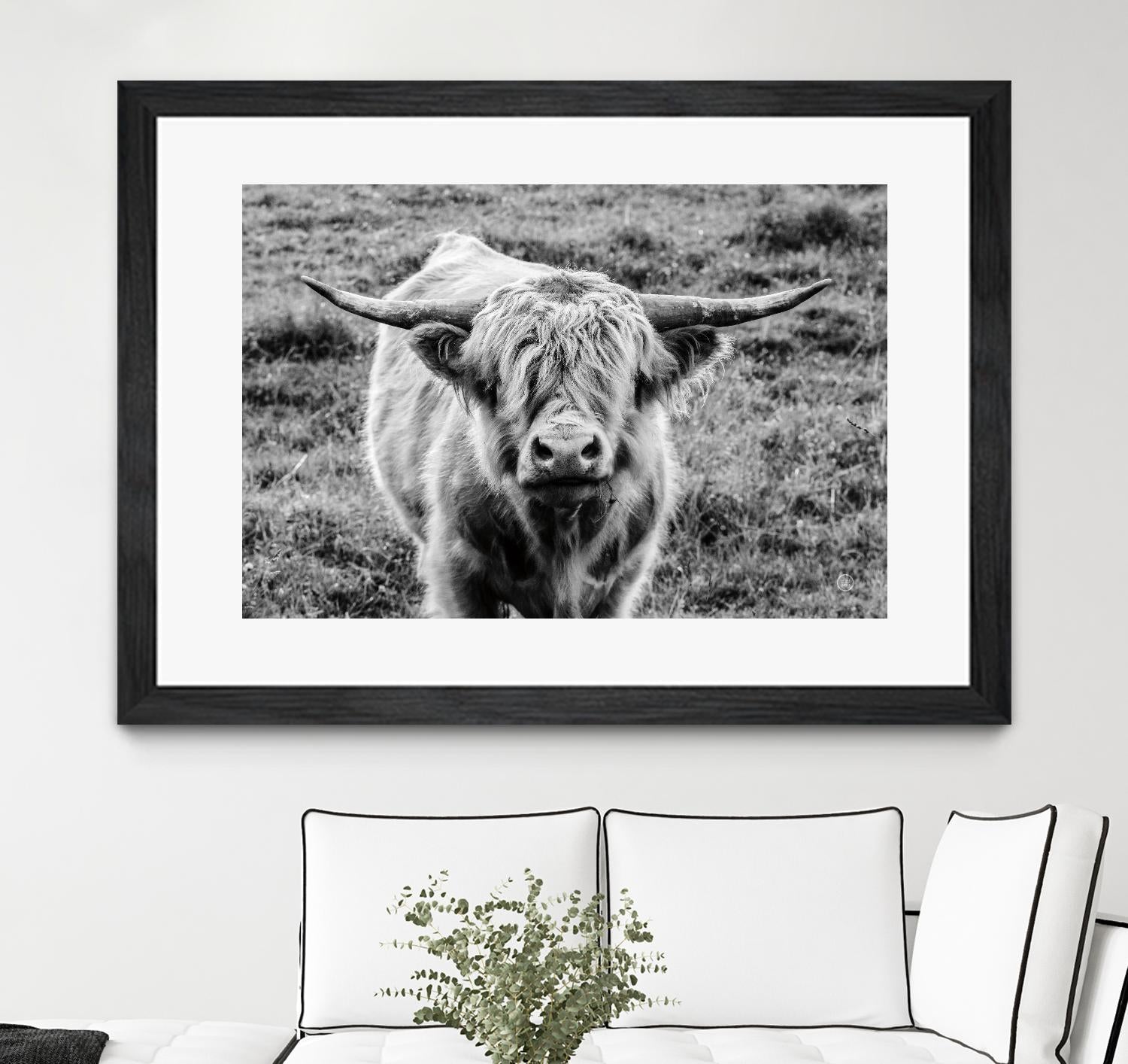 Highland Cow Staring Contest by Nathan Larson on GIANT ART - white animals highland cattle