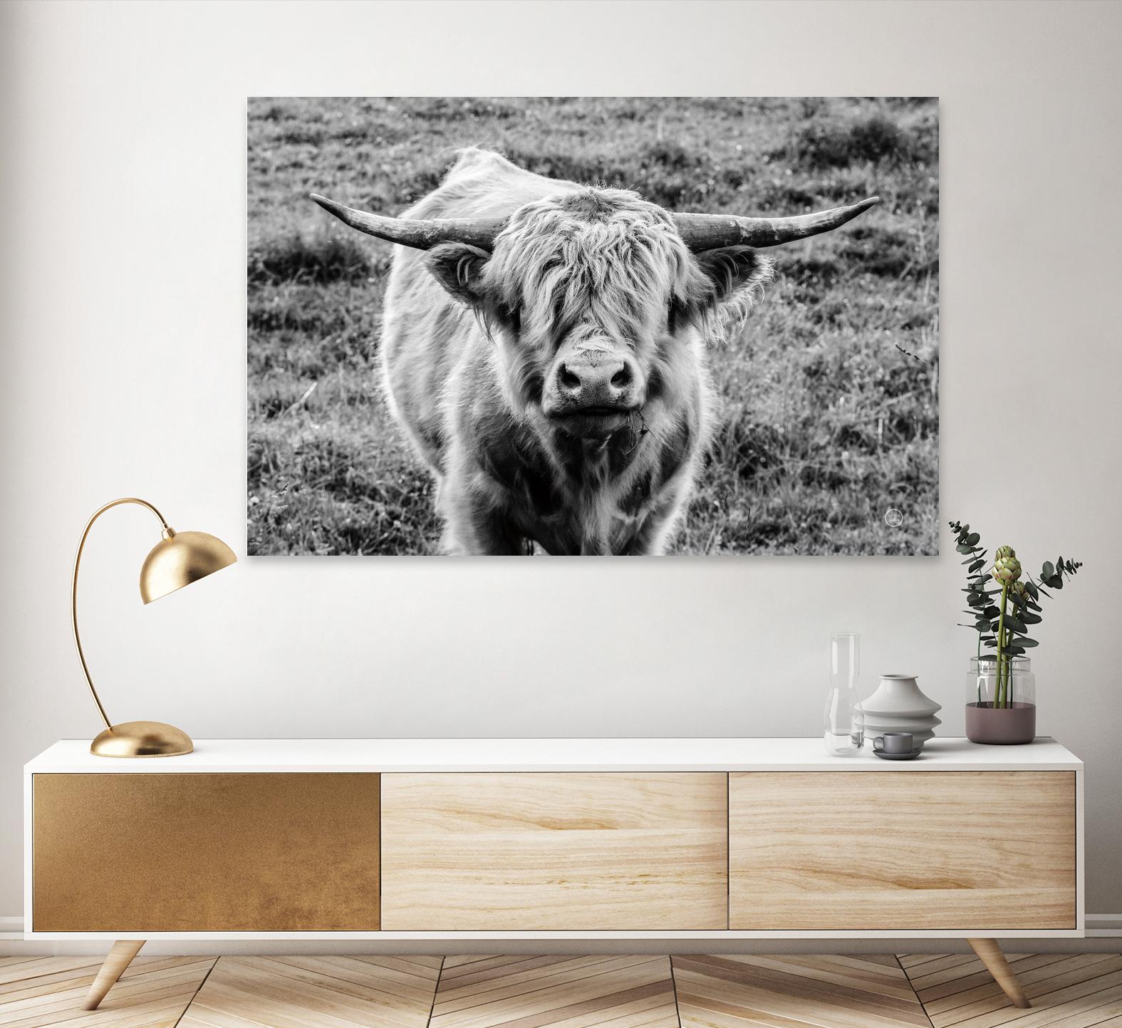 Highland Cow Staring Contest by Nathan Larson on GIANT ART - white animals highland cattle
