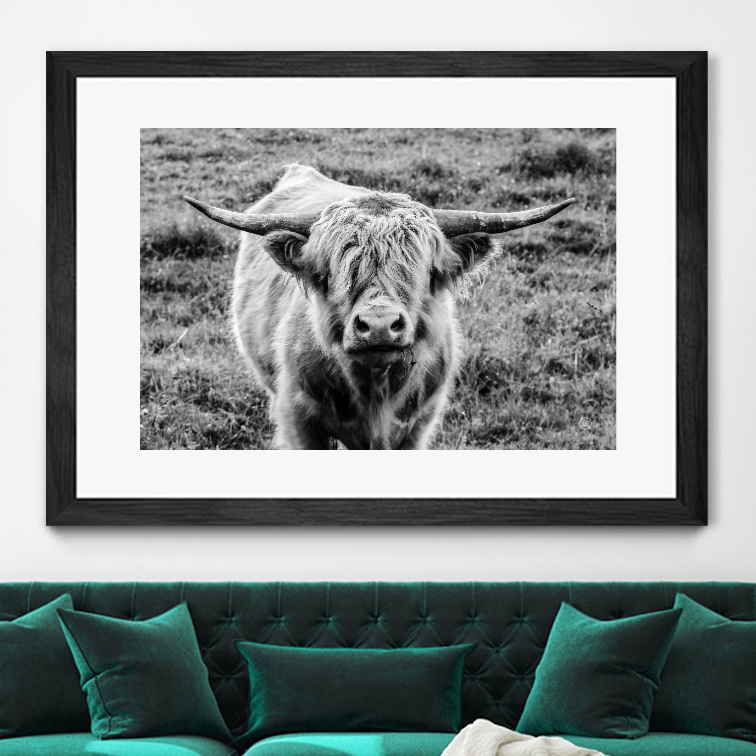 Highland Cow Staring Contest by Nathan Larson on GIANT ART - white animals highland cattle