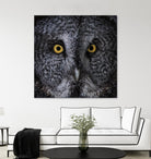 Great Grey Owl by Nathan Larson on GIANT ART - animals animals