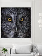 Great Grey Owl by Nathan Larson on GIANT ART - animals animals