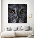 Great Grey Owl by Nathan Larson on GIANT ART - animals animals