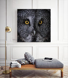 Great Grey Owl by Nathan Larson on GIANT ART - white animals close up