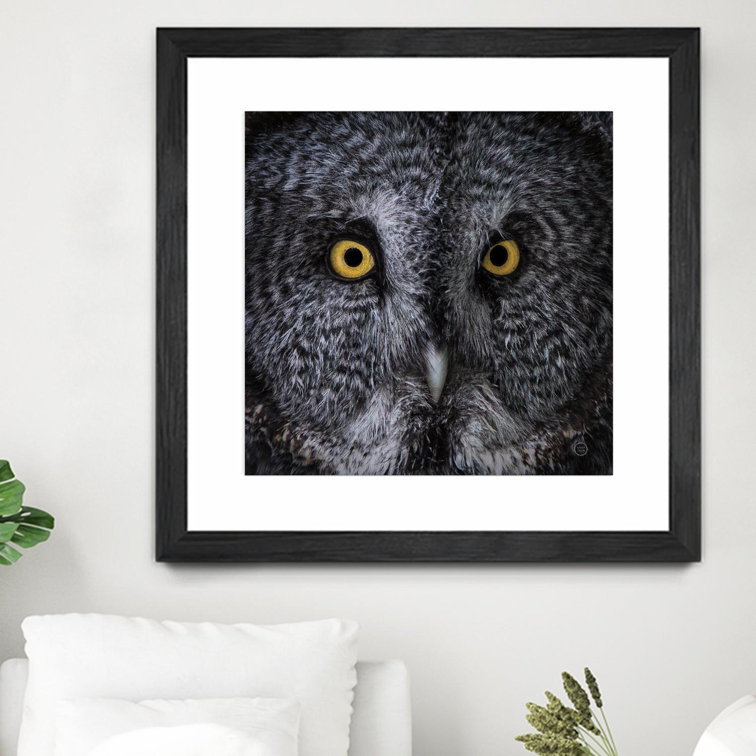Great Grey Owl by Nathan Larson on GIANT ART - animals animals