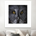 Great Grey Owl by Nathan Larson on GIANT ART - animals animals