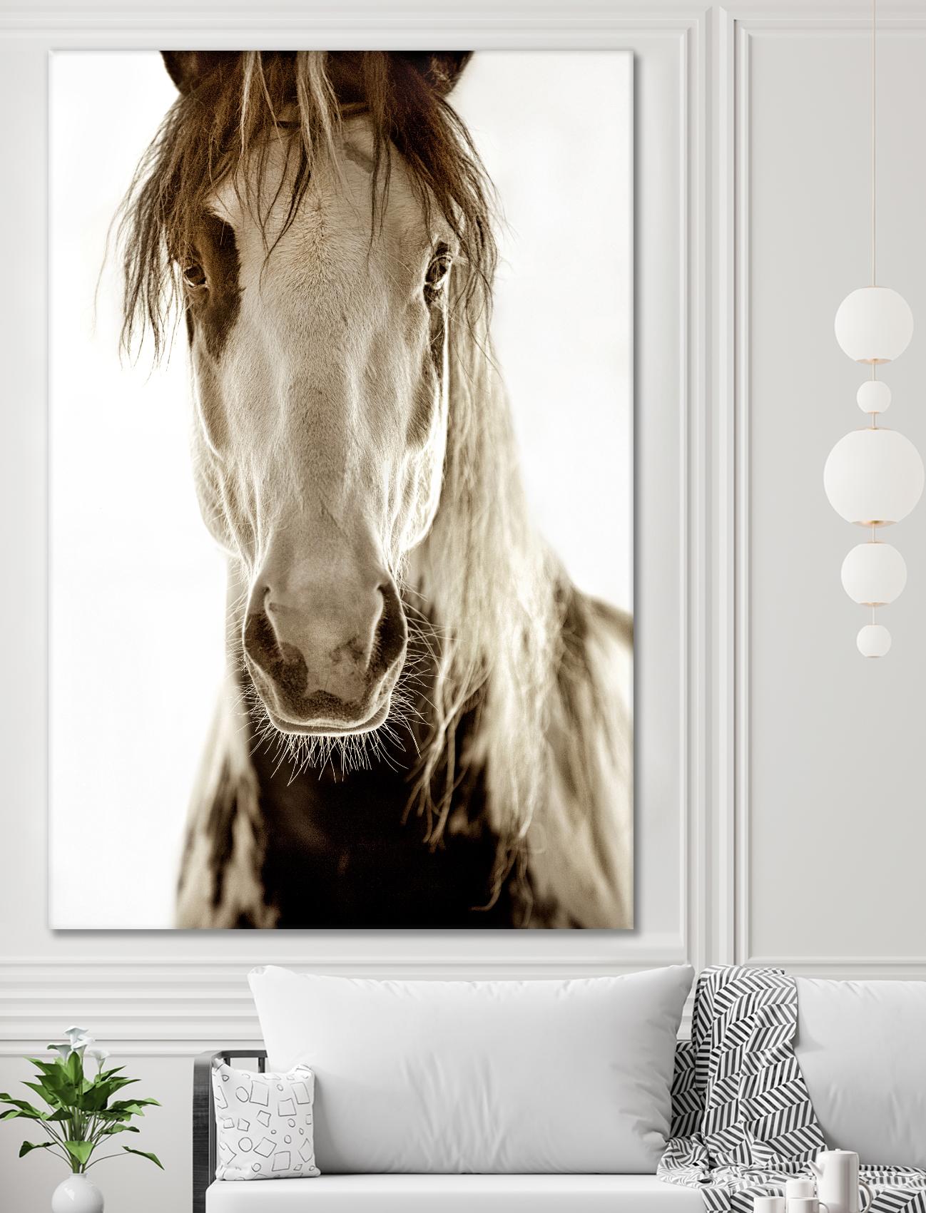 Wilbur Cruz by Lisa Dearing on GIANT ART - multicolor photography; animals