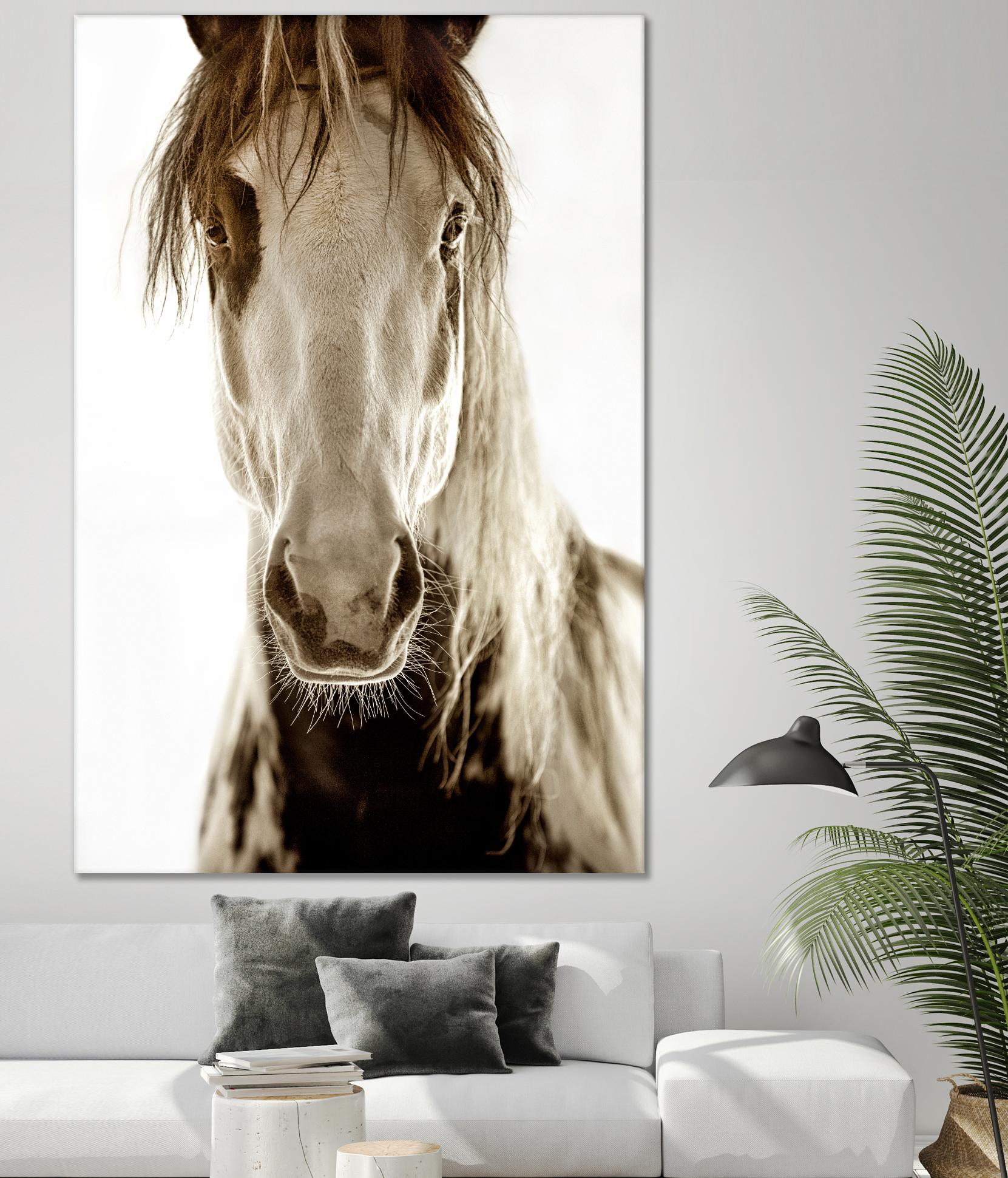 Wilbur Cruz by Lisa Dearing on GIANT ART - multicolor photography; animals