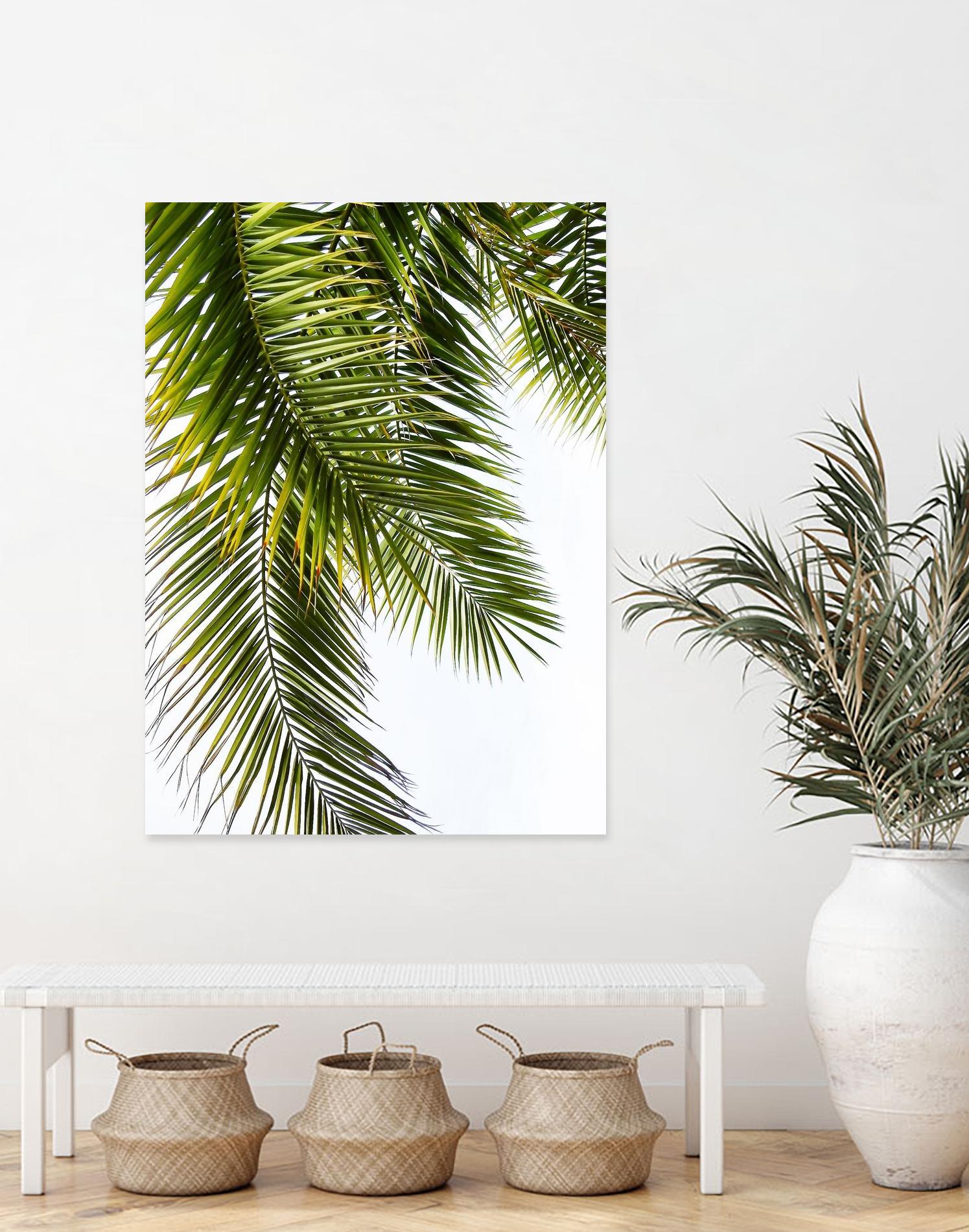 Palm Leaves by Lexie Greer on GIANT ART - multicolor photography; floral/still life