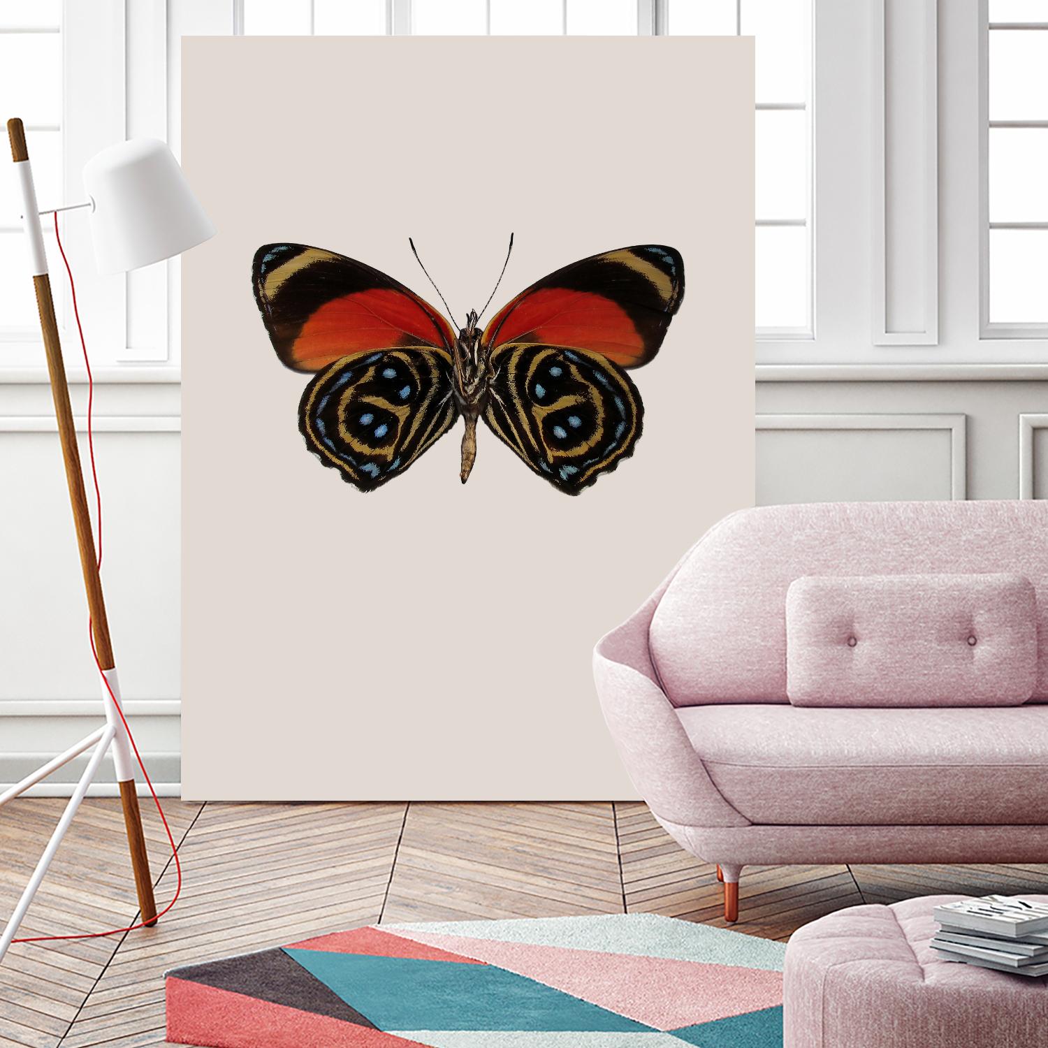 Agrias amydon by Incado on GIANT ART - multicolor animals; floral/still life