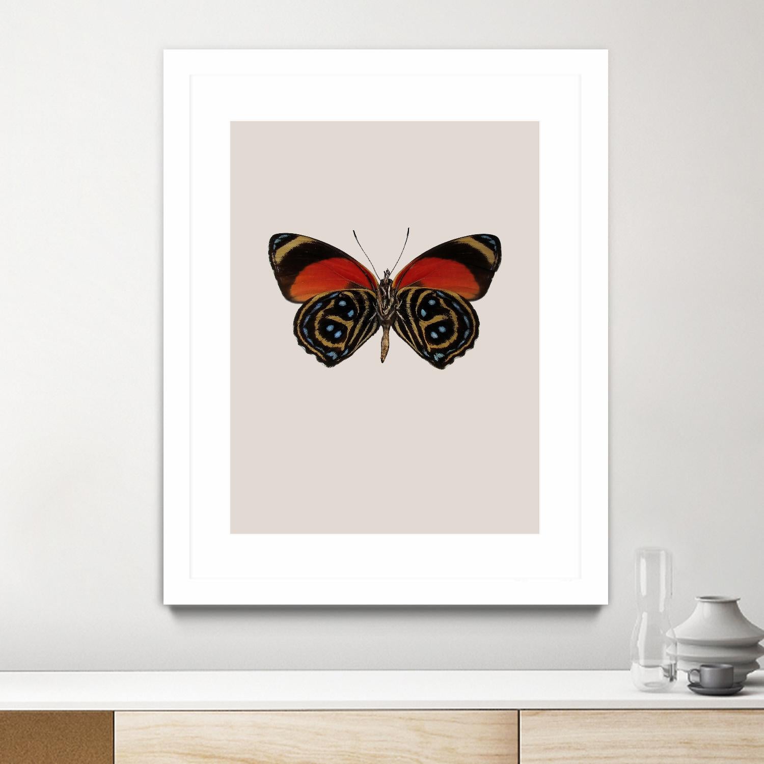 Agrias amydon by Incado on GIANT ART - multicolor animals; floral/still life