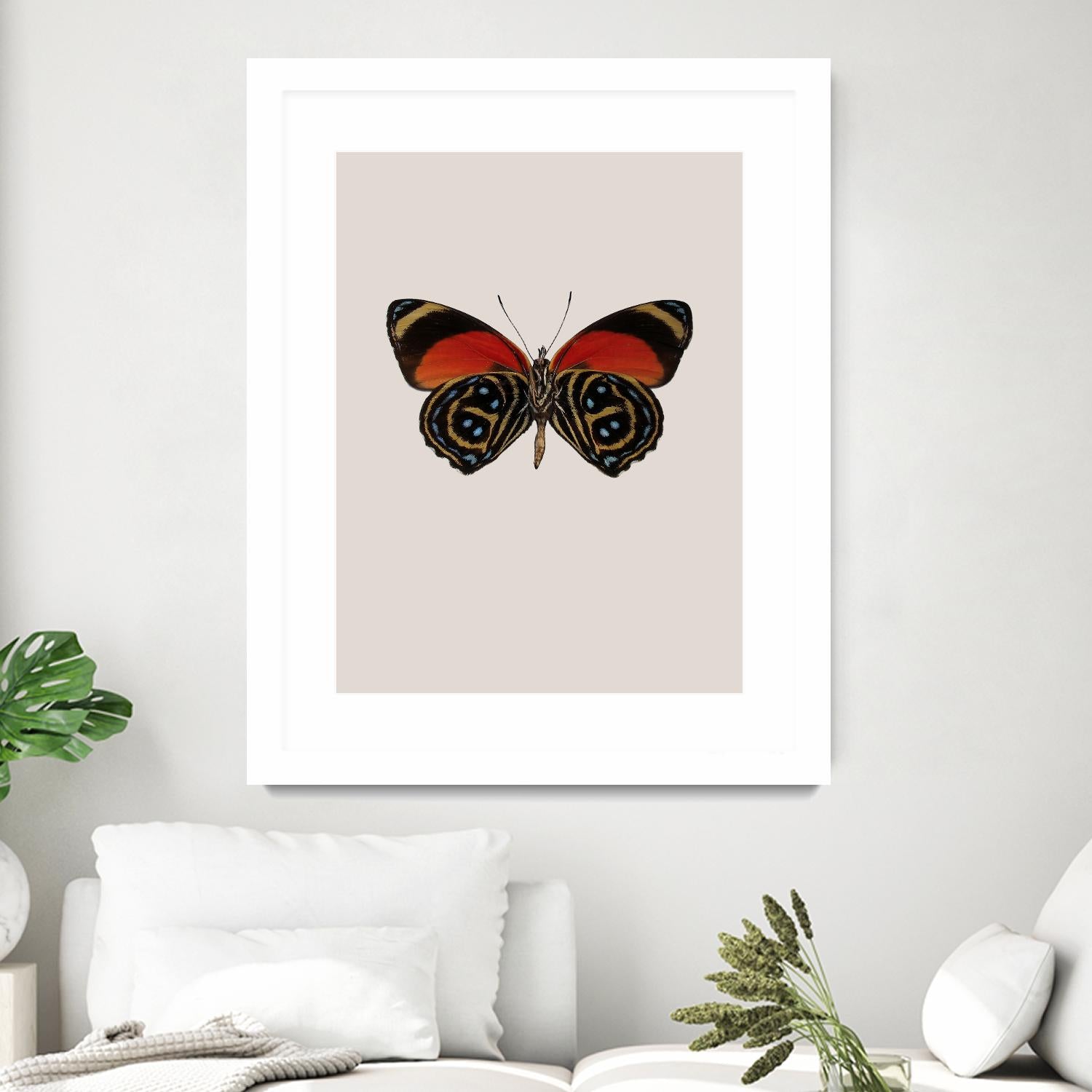 Agrias amydon by Incado on GIANT ART - multicolor animals; floral/still life