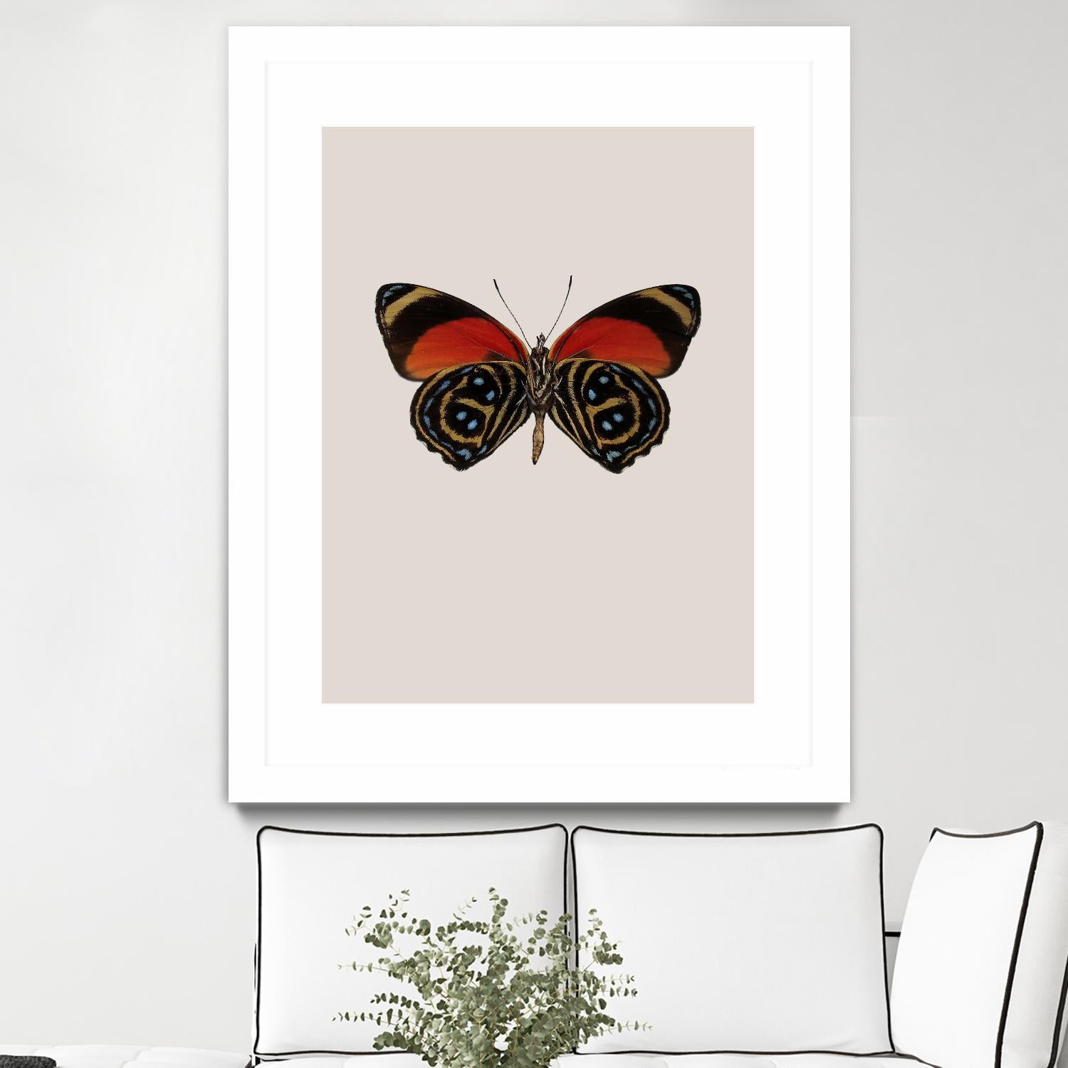 Agrias amydon by Incado on GIANT ART - multicolor animals; floral/still life