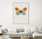 Agrias amydon by Incado on GIANT ART - multicolor animals; floral/still life