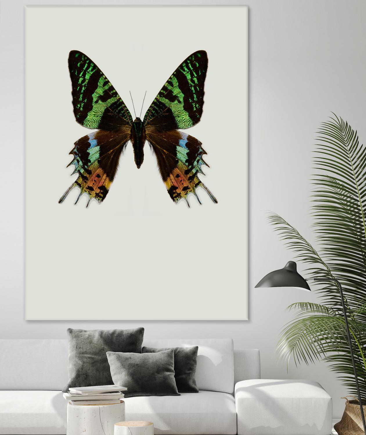 Chrysiridia rhipheus by Incado on GIANT ART - multicolor animals; floral/still life