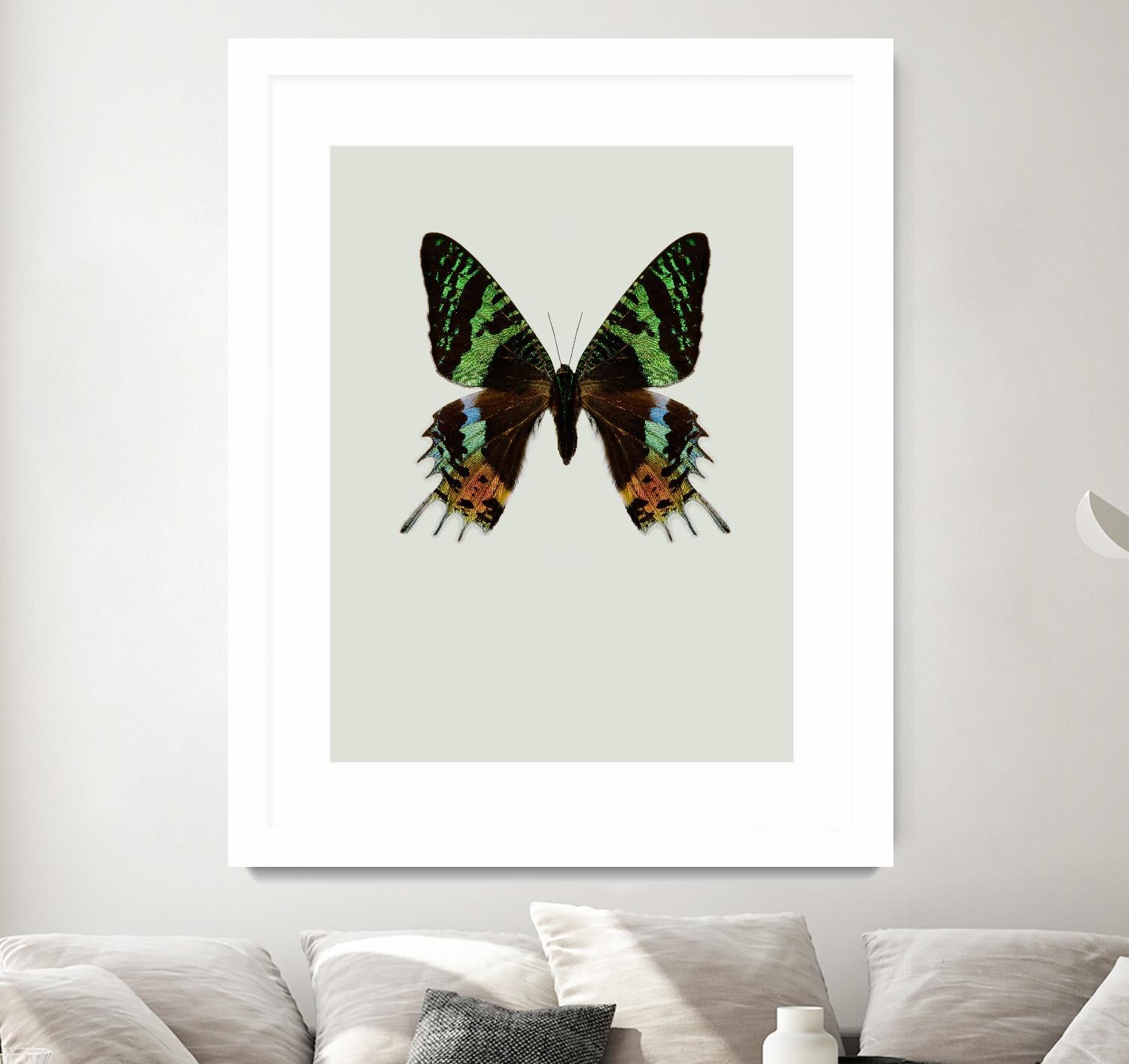 Chrysiridia rhipheus by Incado on GIANT ART - multicolor animals; floral/still life