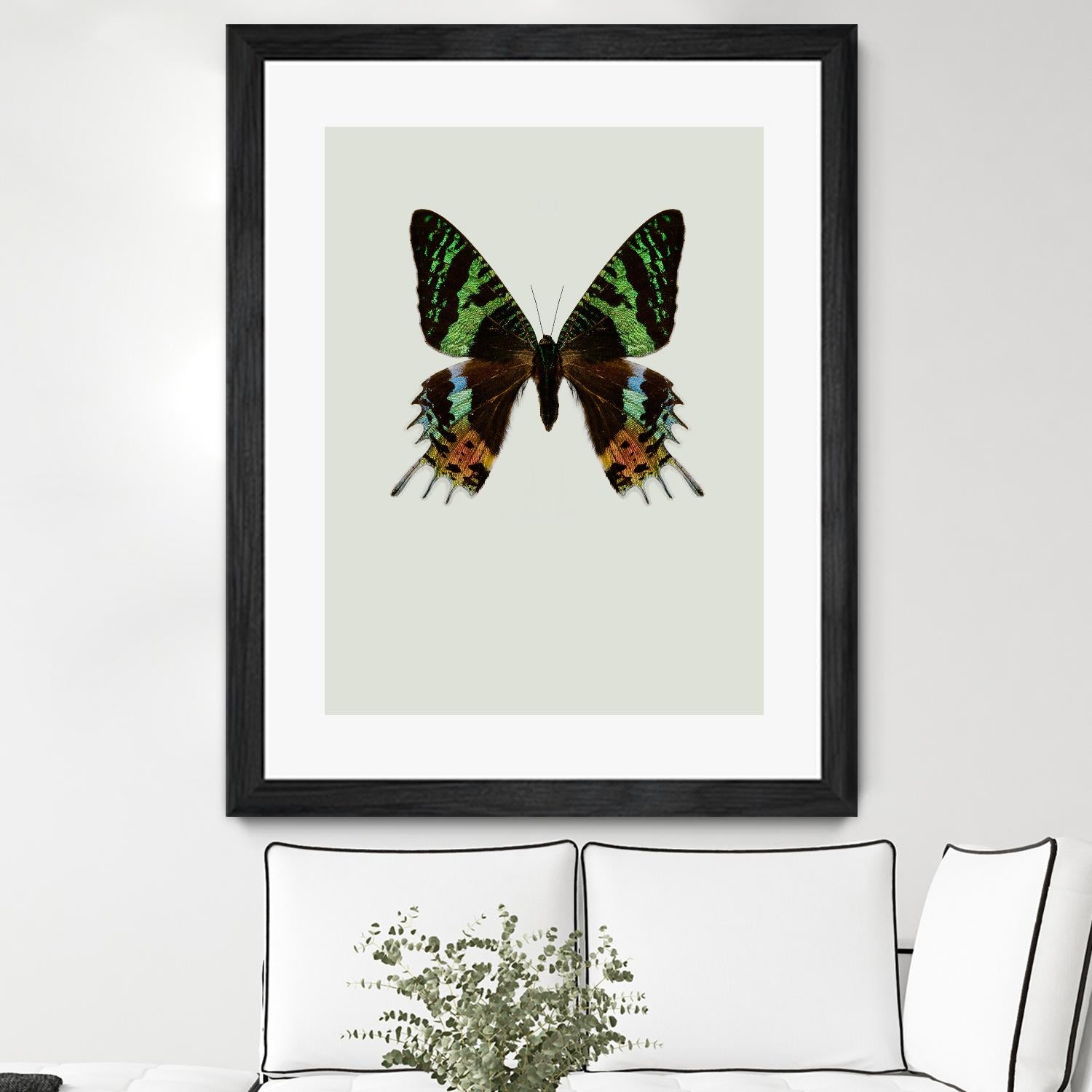 Chrysiridia rhipheus by Incado on GIANT ART - multicolor animals; floral/still life