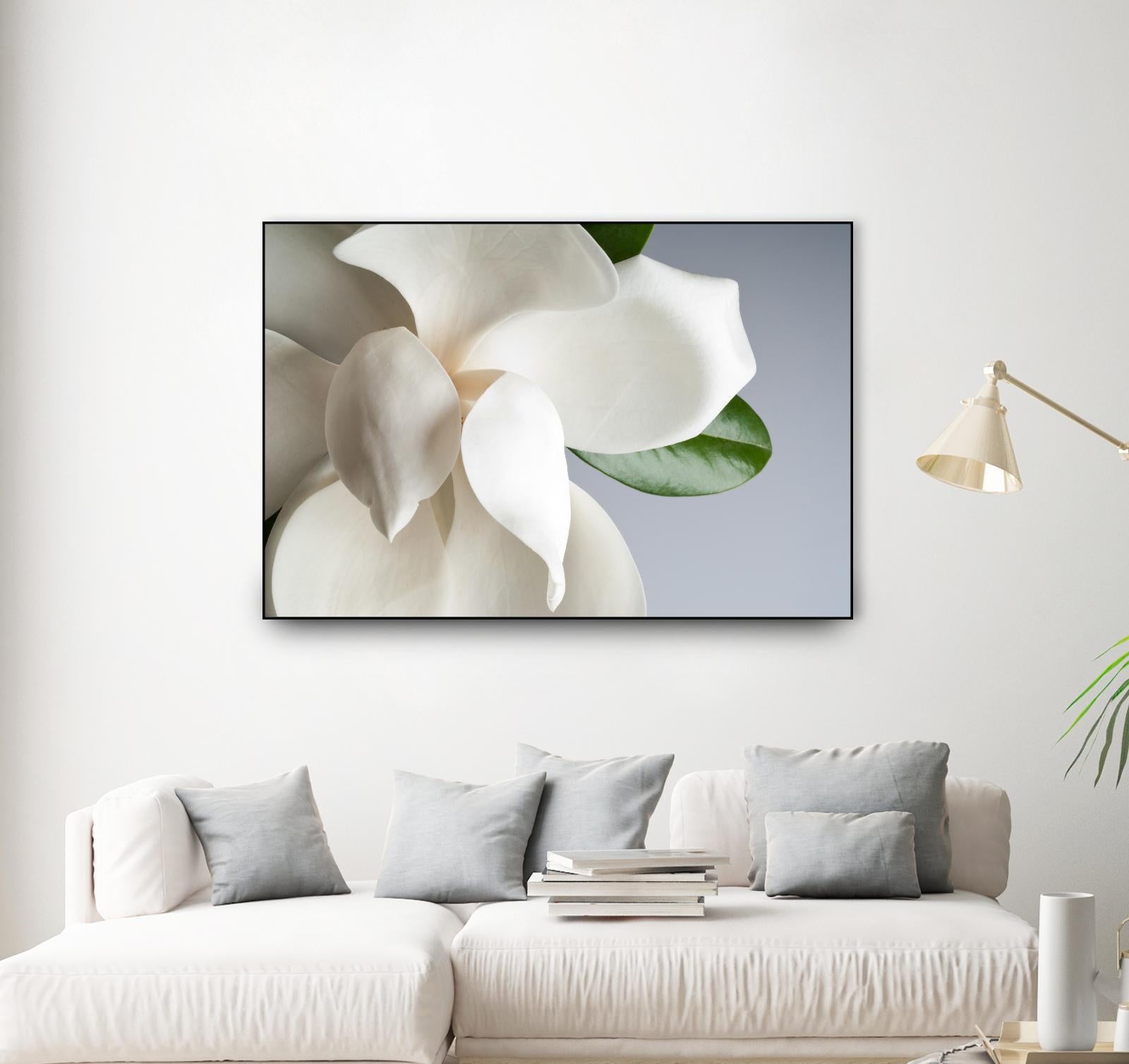 Magnolia by PhotoINC Studio on GIANT ART - multicolor photography; floral/still life