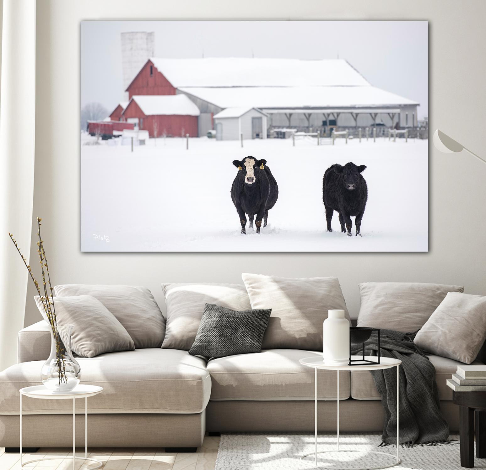 Cookies and Cream by Matthew Platz on GIANT ART - multicolor photography; animals