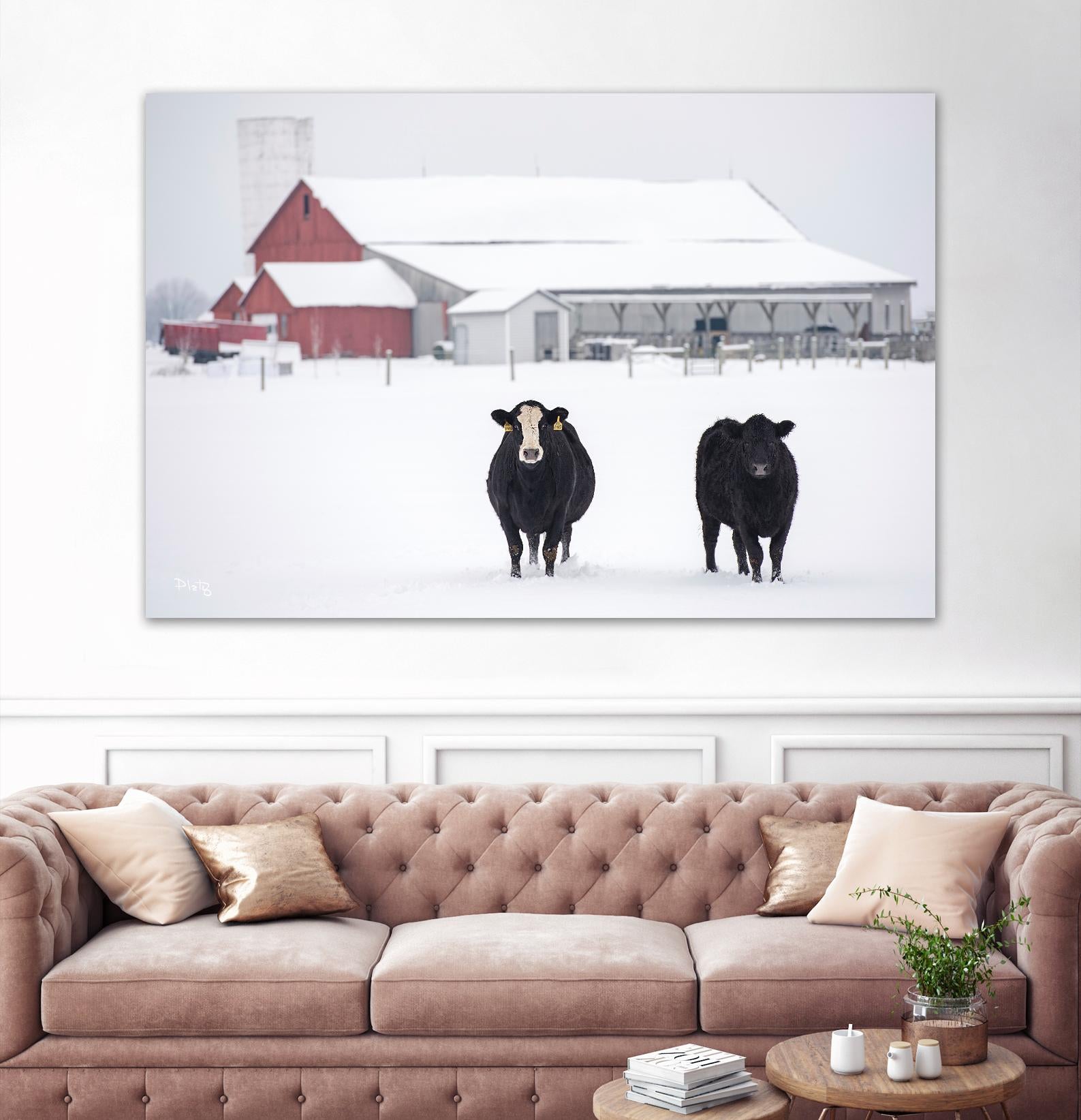 Cookies and Cream by Matthew Platz on GIANT ART - multicolor photography; animals