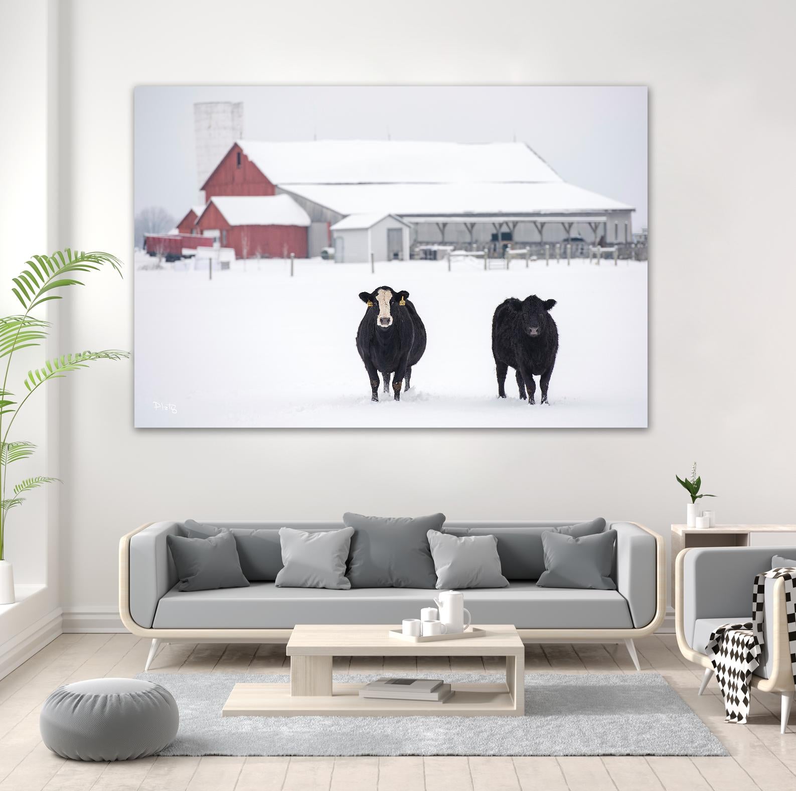 Cookies and Cream by Matthew Platz on GIANT ART - multicolor photography; animals