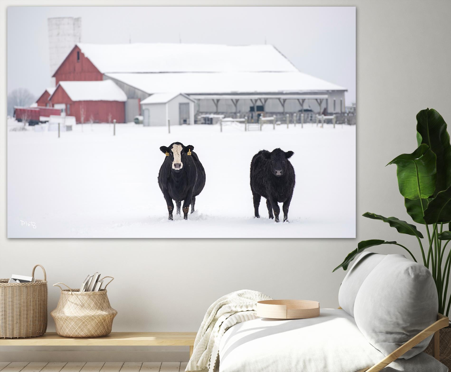 Cookies and Cream by Matthew Platz on GIANT ART - multicolor photography; animals