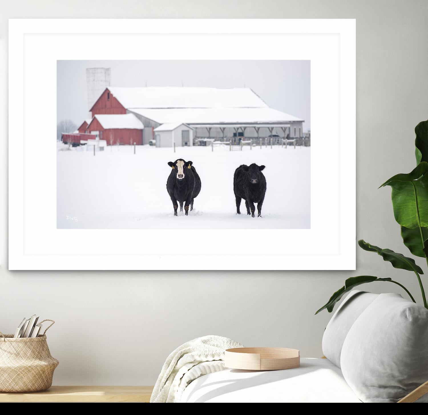 Cookies and Cream by Matthew Platz on GIANT ART - multicolor photography; animals