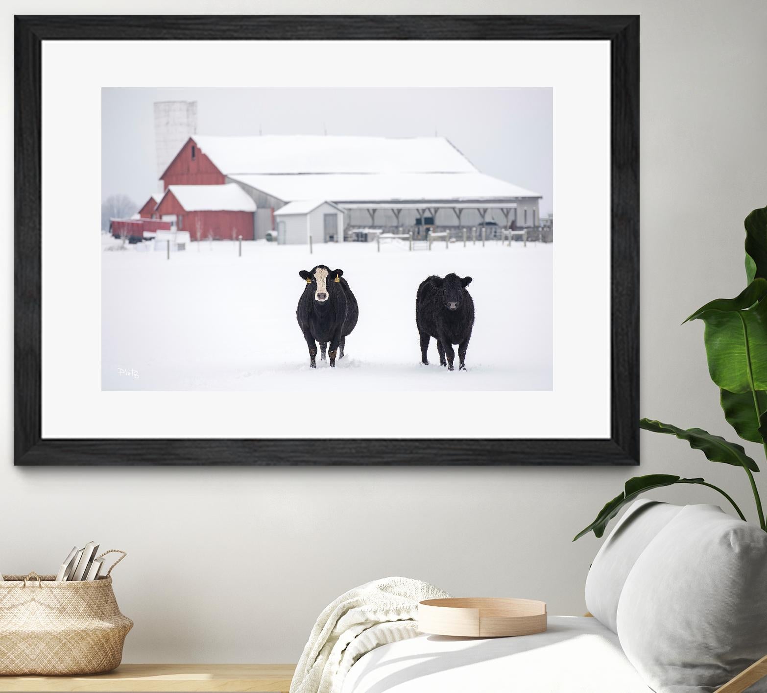 Cookies and Cream by Matthew Platz on GIANT ART - multicolor photography; animals