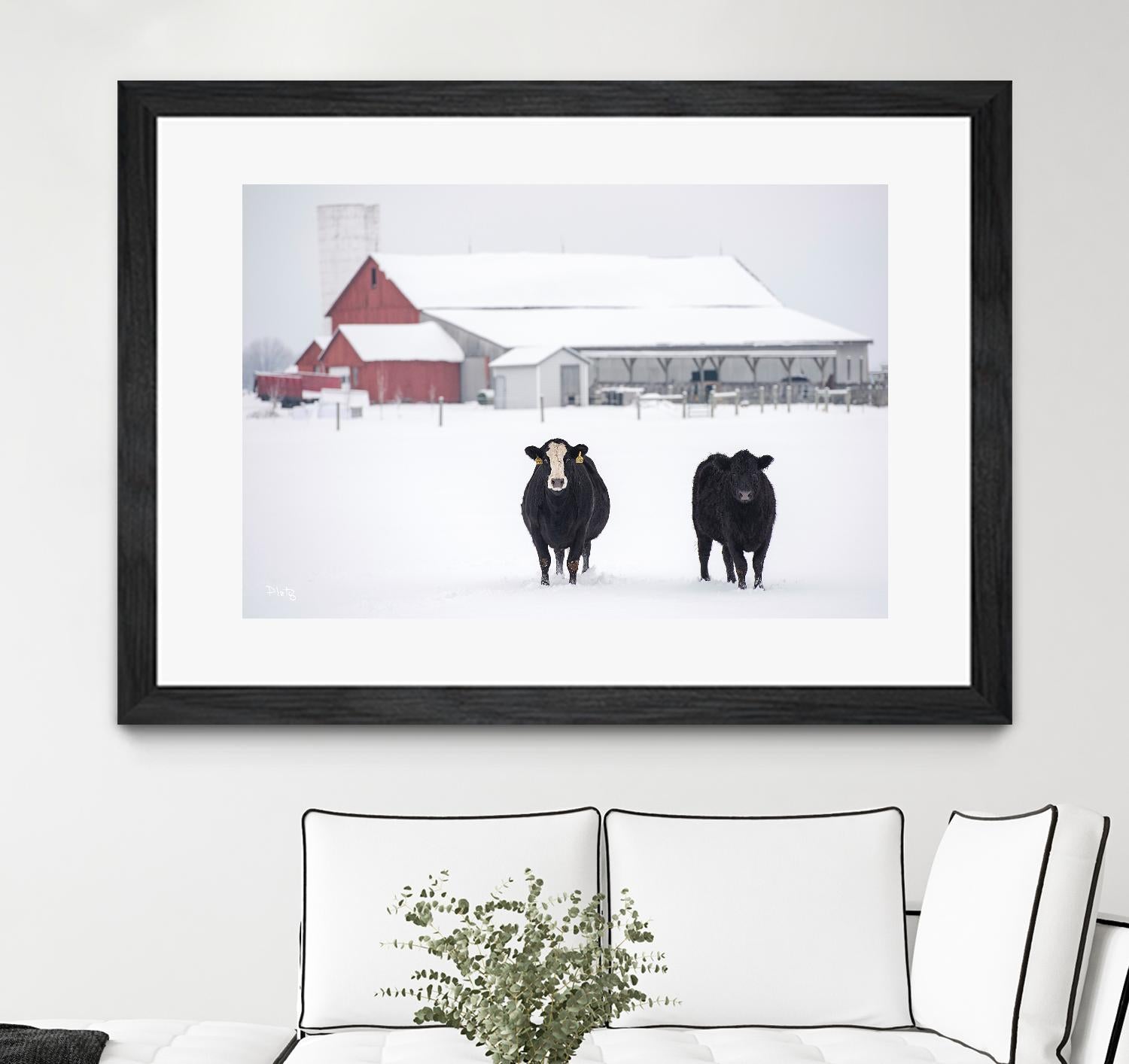 Cookies and Cream by Matthew Platz on GIANT ART - multicolor photography; animals