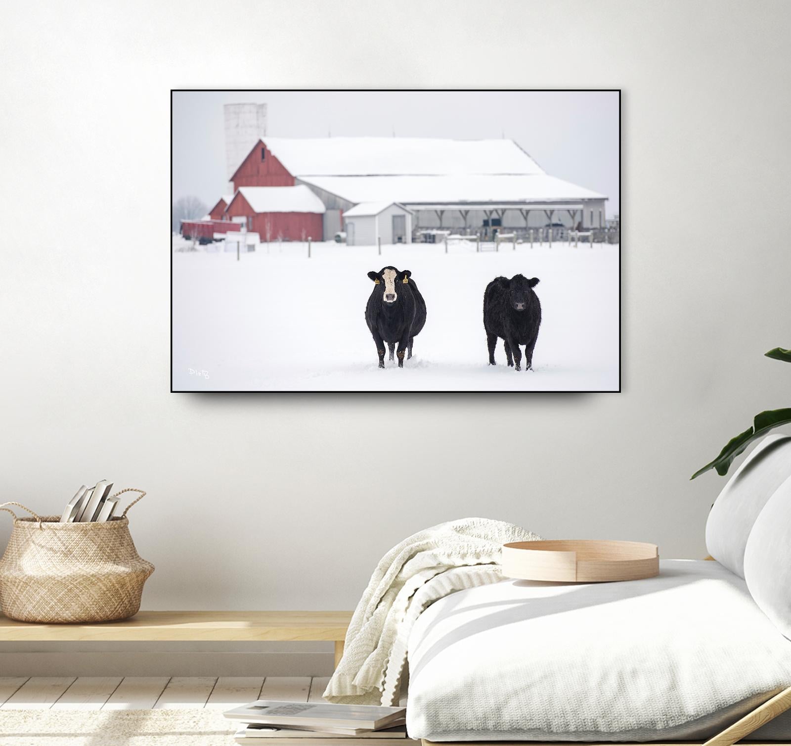 Cookies and Cream by Matthew Platz on GIANT ART - multicolor photography; animals