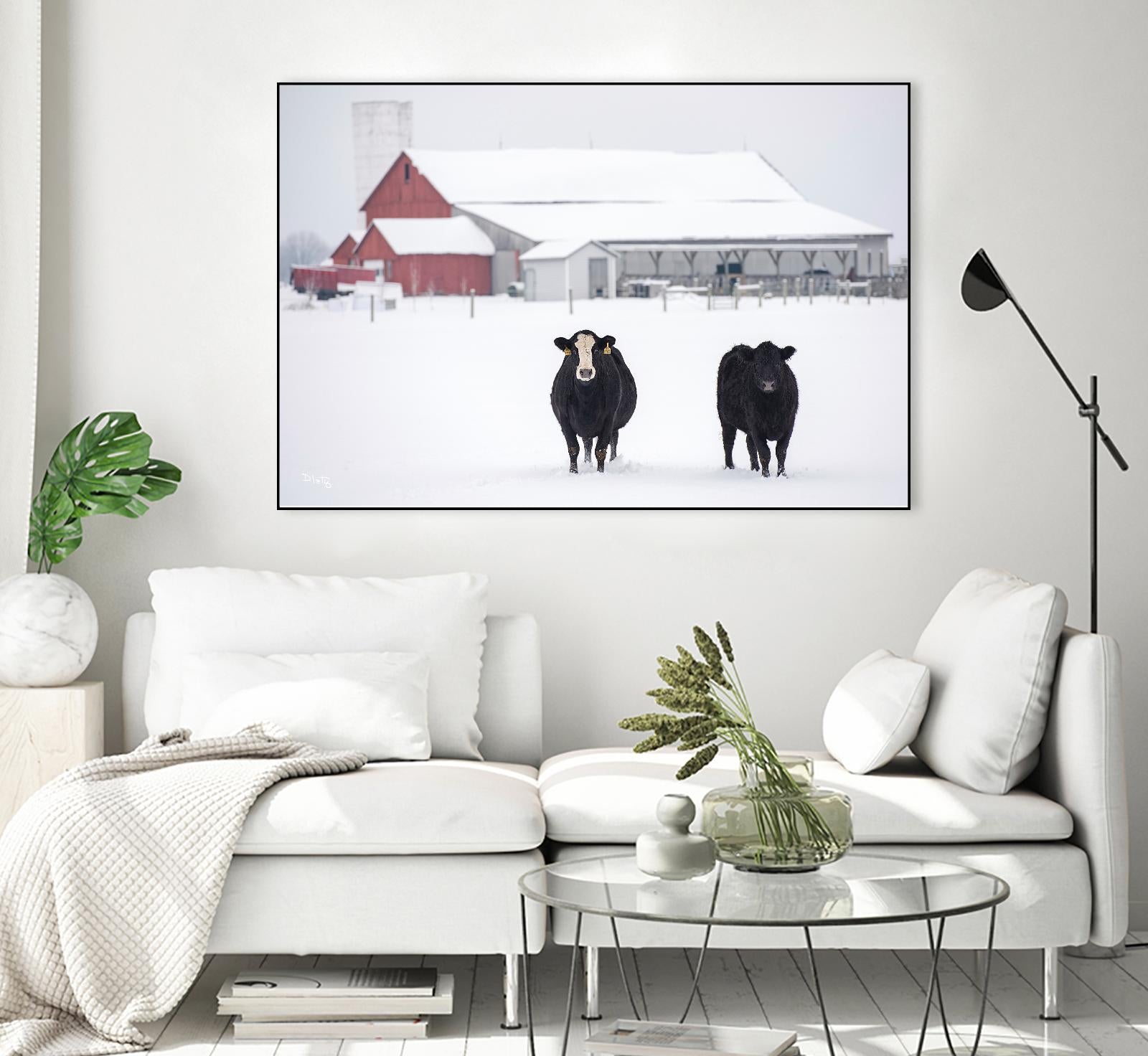 Cookies and Cream by Matthew Platz on GIANT ART - multicolor photography; animals