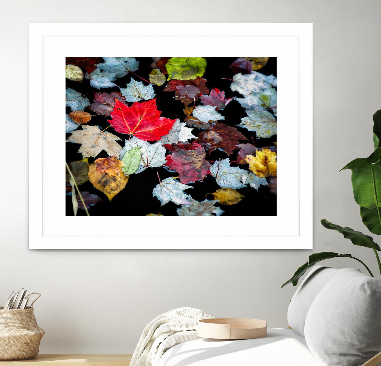 Autumn Leaves by David W. Pollard on GIANT ART - multicolor photography; contemporary