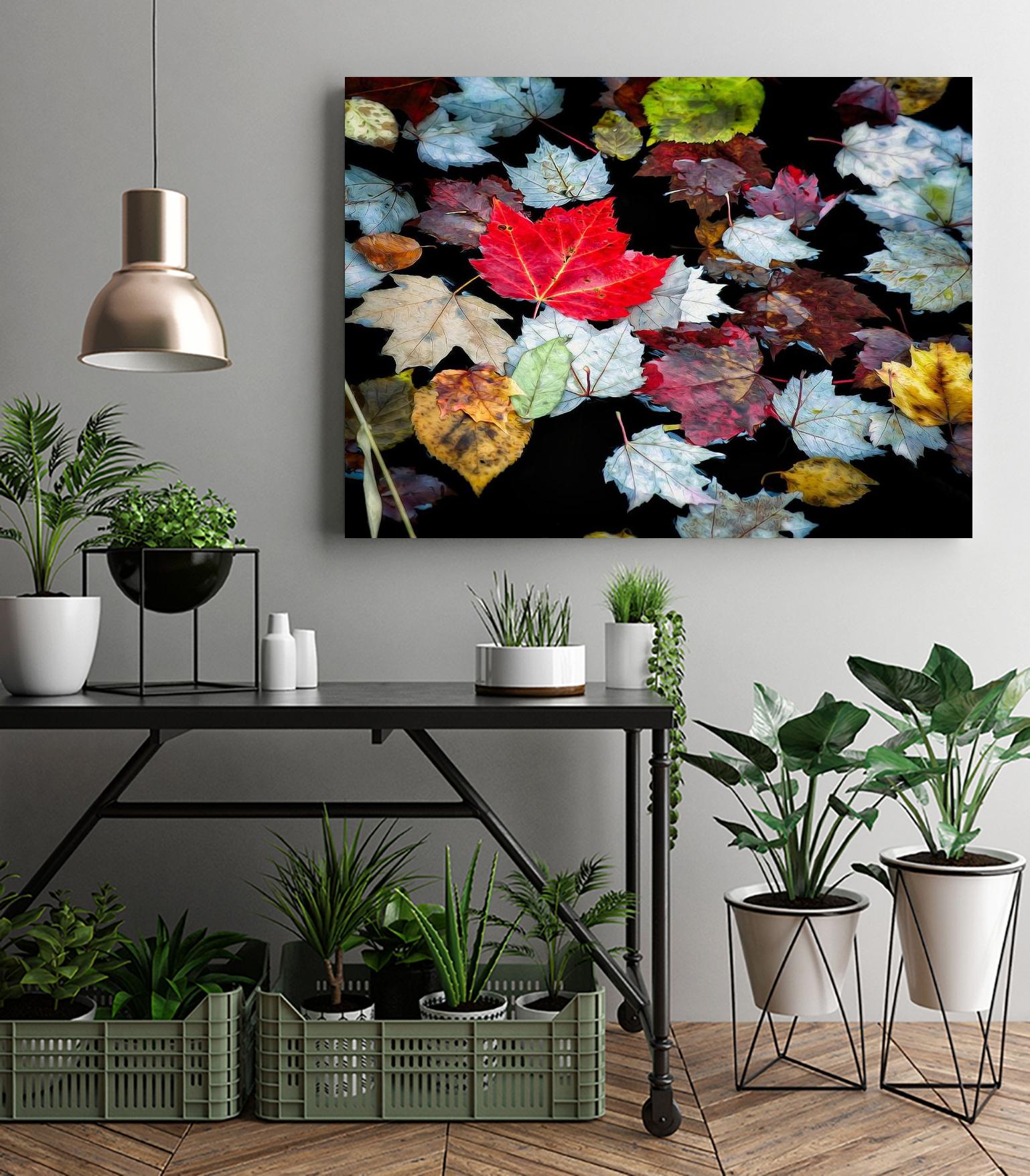 Autumn Leaves by David W. Pollard on GIANT ART - multicolor photography; contemporary