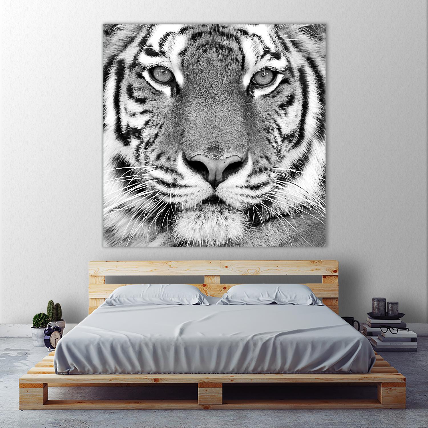 Tiger by PhotoINC Studio on GIANT ART - white animals
