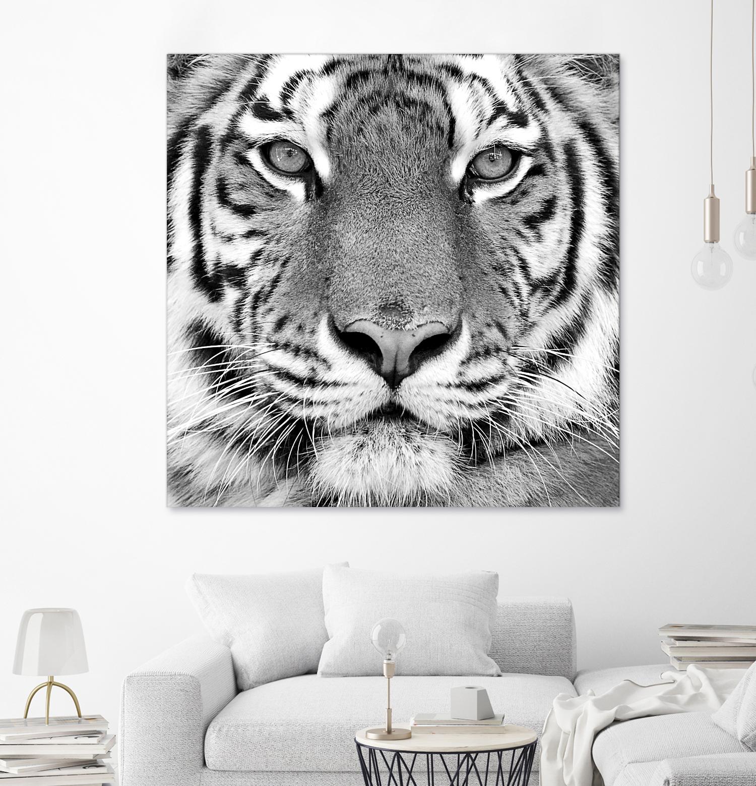 Tiger by PhotoINC Studio on GIANT ART - white animals